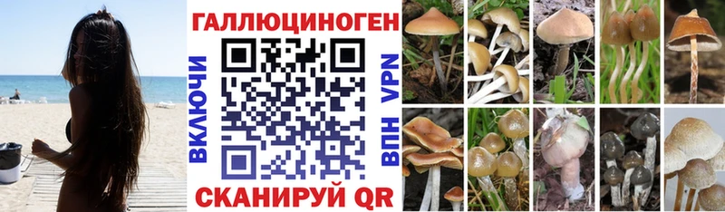 Псилоцибиновые грибы GOLDEN TEACHER  Купить закладки  Томари 